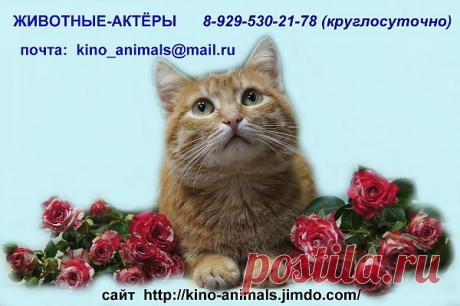 наш  сайт  https://kino-animals.jimdo.com/


______________________________________________________________

группа  вконтакте  (много  фото, есть  видео)  https://vk.com/club25548309


УСЛУГИ:
1. Подбор  животных  для  съемок  кино- и  телефильмов, телепередач, рекламных и  музыкальных клипов, др.

2. Постановка  трюков с  собаками  любой  степени  сложности. Фигуранты-дублёры, фигуранты в  роли  каскадеров.

3. Участие в различных  мероприятиях: презентации, открытие выставок и  маг