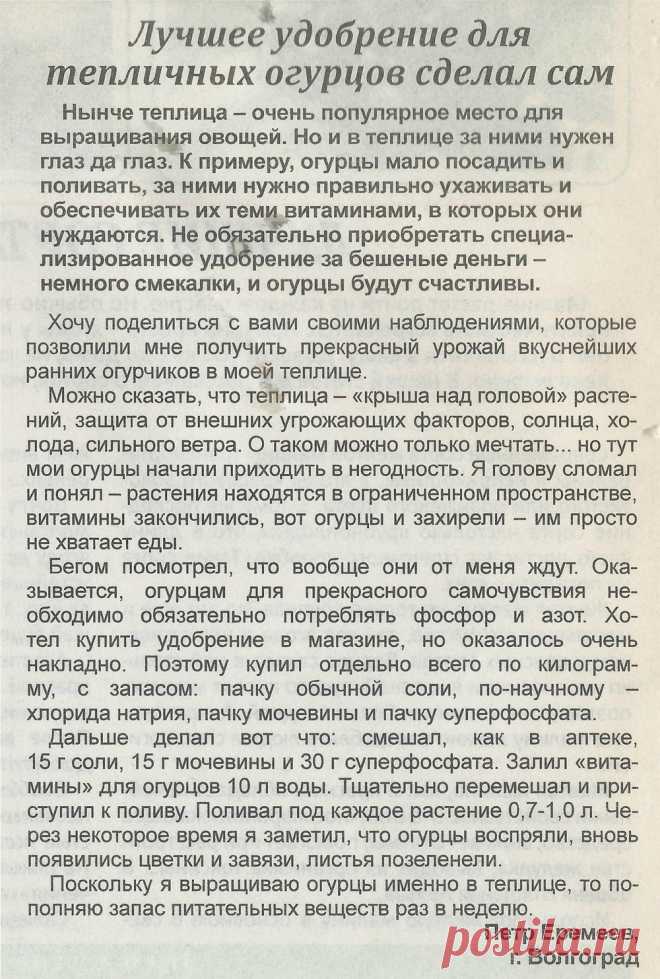 Лучшее удобрение для тепличных огурцов