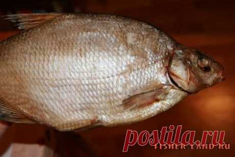 Как правильно солить леща - www.fisher-land.ru