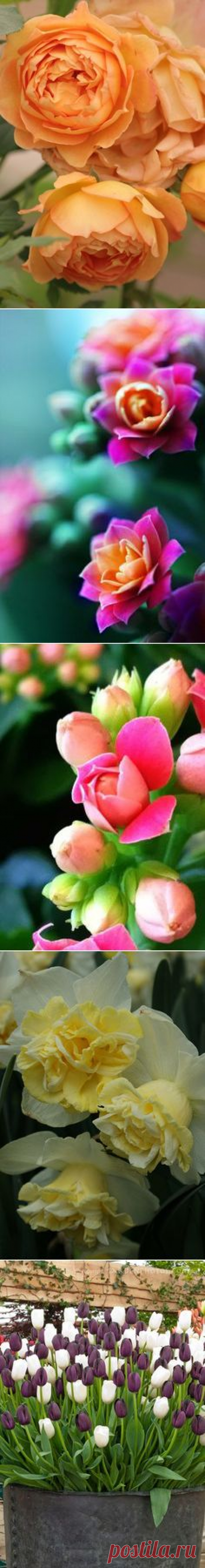 Flowers