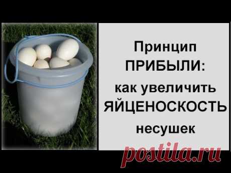 Высокая яйценоскость - норма в моем хозяйстве. Делюсь секретами!