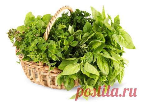 Как заготавливать свежую зелень на зиму | Я ЗДОРОВ!