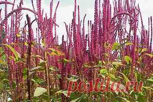 Амарантовая мука | Hlebinfo.ru – рецепты хлеба, оборудование для пекарни и дома