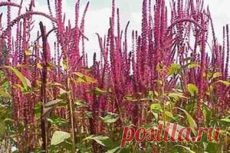 Амарантовая мука | Hlebinfo.ru – рецепты хлеба, оборудование для пекарни и дома