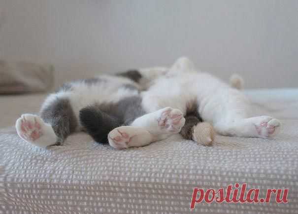 Всем спать! Коты плохому не научат