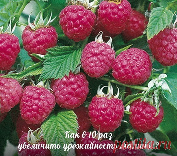 Как получать супер-урожаи малины, смородины, крыжовника, вишни?