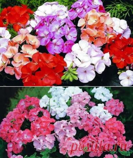 Как заставить цвести герань?