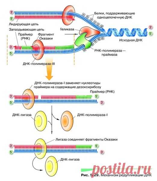 РЕПЛИКАЦИЯ ОРГАНИЗМА