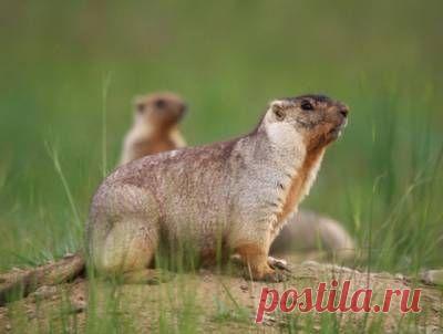 Тарбаганы в Забайкалье хорошо пережили пожары, но поздно ушли в спячку - ученые - 30 Октября 2015 - Russia-Asia-Siberia
