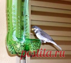 Bird feeder