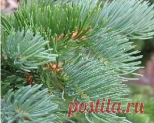 Эликсир молодости | Советы народной мудрости