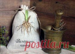 Корень валерианы – лечебные свойства и противопоказания.