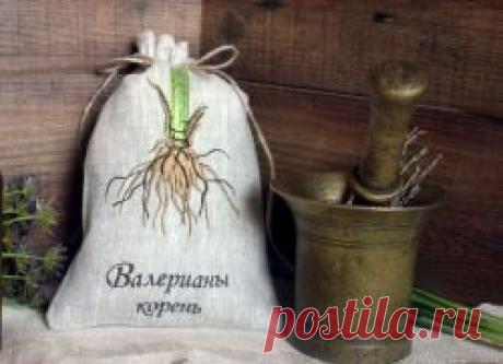 Корень валерианы – лечебные свойства и противопоказания.