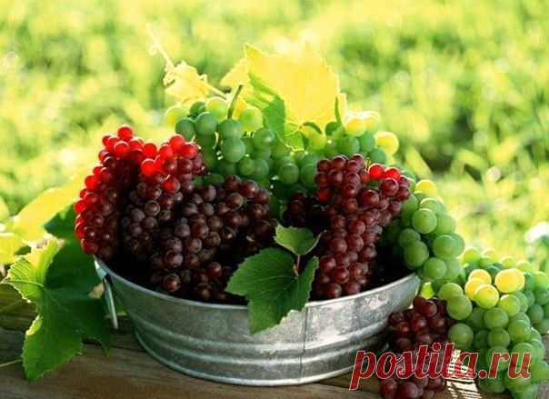 16 СОВЕТОВ ПО ВЫРАЩИВАНИЮ ВИНОГРАДА
