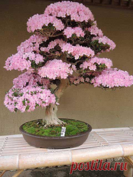 A Bonsai Azalea / Facebook
