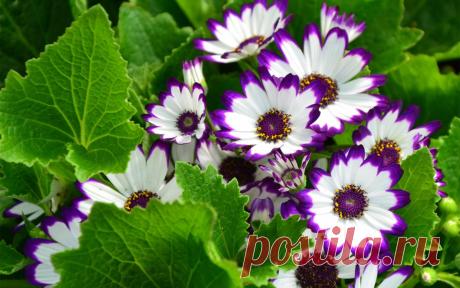 Я люблю ✿ ЦВЕТЫ ✿ | I ♥ Flowers