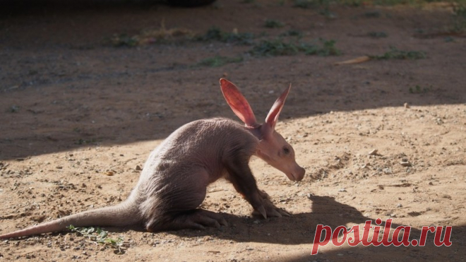 Ветеринар из Намибии приютила осиротевшего детеныша трубкозуба