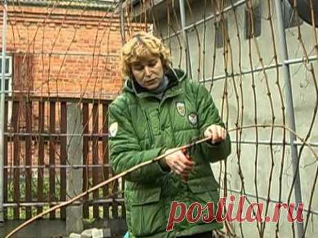 Обрезка винограда.