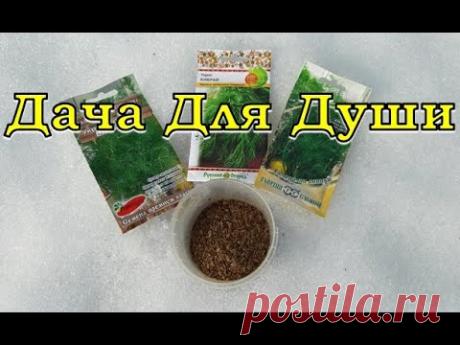 Секреты выращивания УКРОПА🌱🌱🌱 Сеем прямо под снег❄❄❄