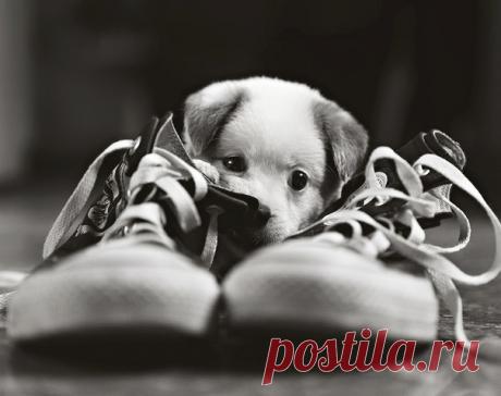 Мечта

Мой брат принес домой новенький собачий ошейник, пахнущий кожей и с магазинной биркой.
— Так, — сразу все поняла мама. — Этого не будет никогда! — строго сказала она. — Собаки еще только в нашем доме не хватало!

Брат молча прошел в комнату и повесил ошейник над своей кроватью. Получилось здорово.

— Где ты взял деньги? — спросил папа.

— Накопил, — уклончиво объяснил брат. — Три месяца откладывал помаленьку…

— Понятно, — развел руками папа. — Значит, наш младший с...