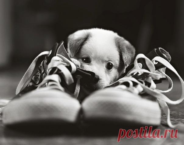 Мечта

Мой брат принес домой новенький собачий ошейник, пахнущий кожей и с магазинной биркой.
— Так, — сразу все поняла мама. — Этого не будет никогда! — строго сказала она. — Собаки еще только в нашем доме не хватало!

Брат молча прошел в комнату и повесил ошейник над своей кроватью. Получилось здорово.

— Где ты взял деньги? — спросил папа.

— Накопил, — уклончиво объяснил брат. — Три месяца откладывал помаленьку…

— Понятно, — развел руками папа. — Значит, наш младший с...