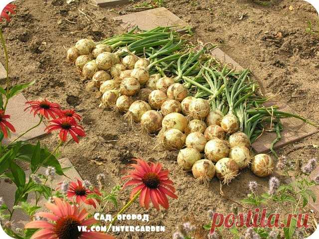 (42) Одноклассники