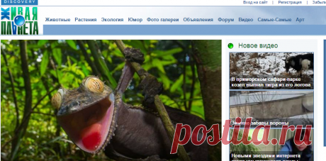 Живая Планета - это дикие и домашние животные, экология и растения. Бесплатные объявления.