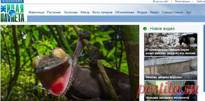 Живая Планета - это дикие и домашние животные, экология и растения. Бесплатные объявления.