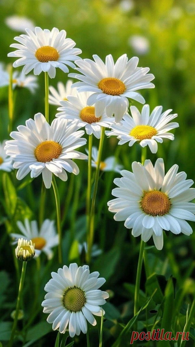 many white daisies are growing in the grass