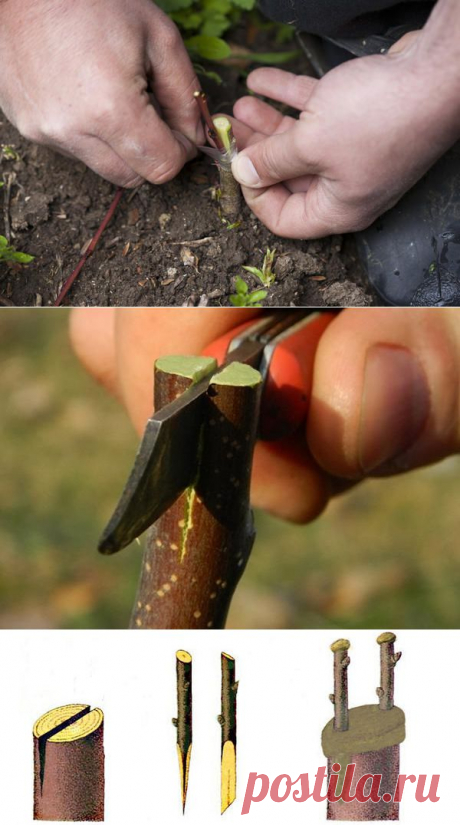 Прививка в расщеп - простой и универсальный метод / прививка / 7dach.ru