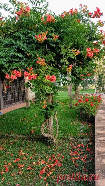 Кампсис
Род одревесневающих листопадных лиан семейства Бигнониевые. Крупное теплолюбивое растение, широко культивируется в качестве декоративного благодаря яркой окраске цветков и длительному периоду цветения. Сорта и гибриды выращиваются повсеместно в тропических и субтропических регионах, встречаются в южных регионах России.