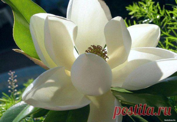 7 ПРАВИЛ ЧИСТОТЫ