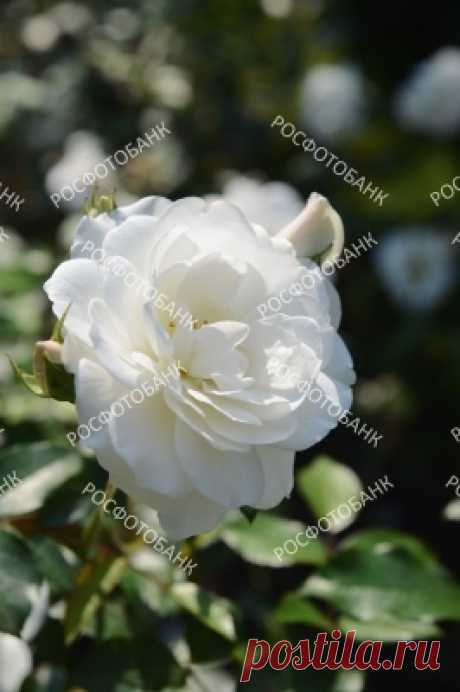 Красивая белая роза крупным планом Цветок белой розы крупным планом на фоне зеленых листьев летом в саду.