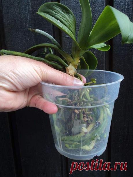 Re-potting orchids - a tutorial