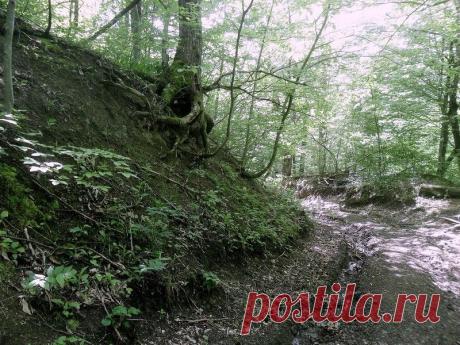 Эхо лесного похода - 15 Сентября 2015 - Персональный сайт