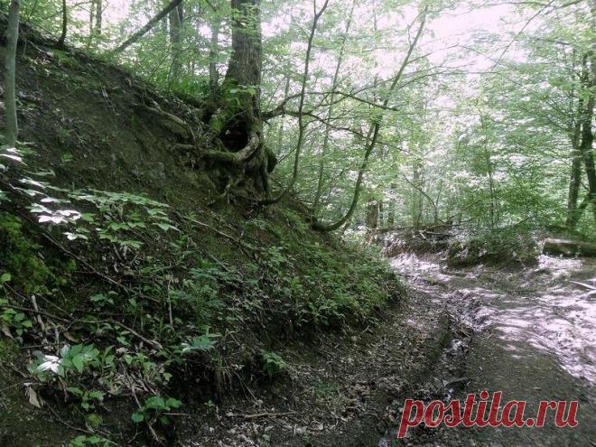 Эхо лесного похода - 15 Сентября 2015 - Персональный сайт