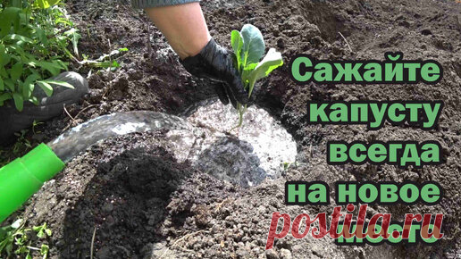 Забудьте про килу на капусте: меняем место для выращивания и добавляем это в лунки | Дела Хозяйские | Дзен