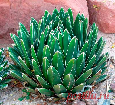 Комнатное растение Агава (Agave). Существует около 450 видов агав. Их родина - Мексика, Северная и Центральная Америна. Диаметр розетки листьев некоторых видов достигает 3-4 м. Во время цветения из нее поднимается высокий цветонос. В оранжереях и комнатах поддерживается несколько десятков видов, среди которых наиболее нетребовательна к почвам светолюбивая агава американская (A.americana).