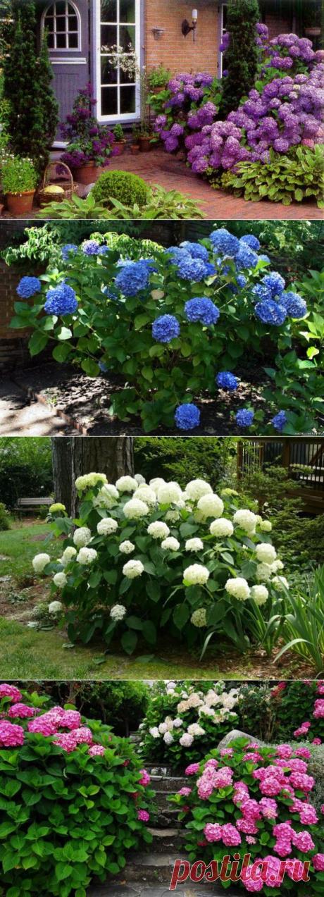 Как правильно посадить гортензию. Подкормка. Обрезка | Домохозяйки