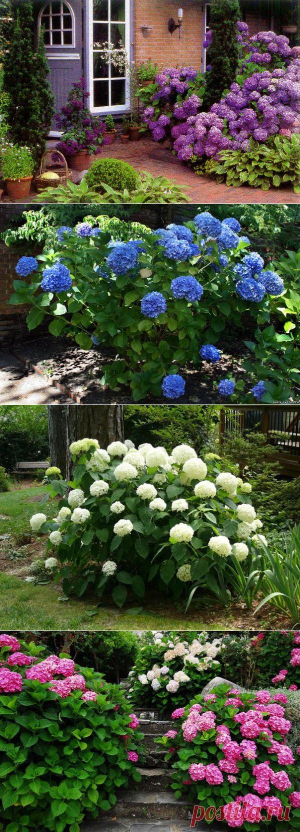 Как правильно посадить гортензию. Подкормка. Обрезка | Домохозяйки