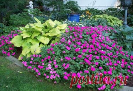 РАСТЕНИЯ - ДОЛГОЖИТЕЛИ ДЛЯ ВАШЕГО САДА
Если вам лень постоянно возиться в саду, каждый год поправлять или переделывать цветники, сделайте упор на долгоживущие многолетники – те, что сохраняют декоративность без деления и пересадки не менее 10 лет.
Рассада многолетников-долгожителей продается по довольно высокой цене. Для большинства растений рассада бывает стандартной (1–4 почки) и подрощенной. Стандартные деленки, если их сразу высадить в цветник, начнут производить декоративный эффект не ско