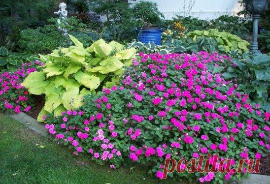 РАСТЕНИЯ - ДОЛГОЖИТЕЛИ ДЛЯ ВАШЕГО САДА
Если вам лень постоянно возиться в саду, каждый год поправлять или переделывать цветники, сделайте упор на долгоживущие многолетники – те, что сохраняют декоративность без деления и пересадки не менее 10 лет.
Рассада многолетников-долгожителей продается по довольно высокой цене. Для большинства растений рассада бывает стандартной (1–4 почки) и подрощенной. Стандартные деленки, если их сразу высадить в цветник, начнут производить декоративный эффект не ско