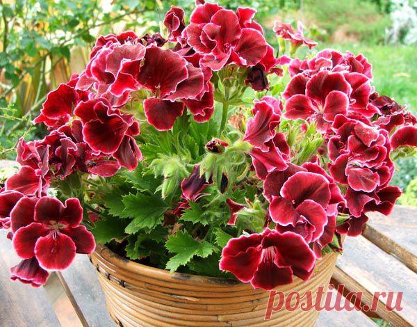 Волшебница Герань - Блоги на ВетоНет