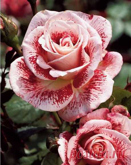 Rosebush 'Famosa' | Flowers