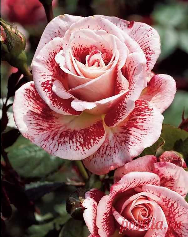 Rosebush 'Famosa' | Flowers