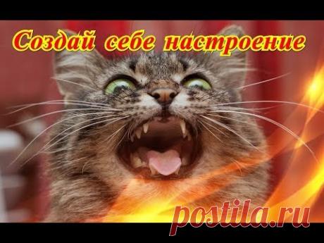 Приколы про животных Позитив Создай себе хорошее настроение