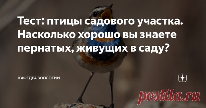 Тест: птицы садового участка. Насколько хорошо вы знаете пернатых, живущих в саду? Этот тест я составил по видам, о которых рассказывал в статьях 
