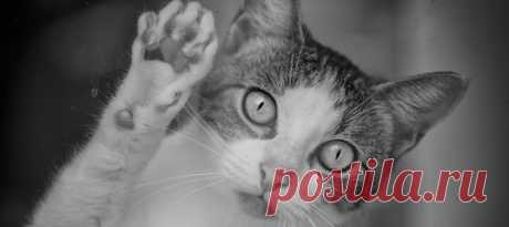 С 2018 года в Брайтоне орудовал кошачий убийца, которого СМИ называли «неуловимым». Но пара жителей города взяли расследование в свои руки после того, как им пришлось похоронить своего молодого кота. Оно не заняло много времени, и сейчас отрицающего свою вину подозреваемого, против которого было слишком много улик, уже признали виновным.