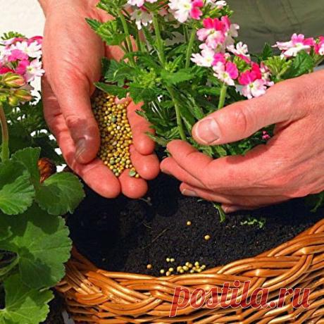 Как правильно подкармливать растения. Тропические комнатные растения особенно чувствительны к нехватке питательных веществ из-за ограниченного объема почвы, а зачастую и потому, что для них неправильно выбрано место. Культуры поглощают питательные вещества из почвы с помощью корней. Чтобы горшечные общие  рекомендации  при  подготовке  к посадке растения хорошо цвели и развивались, им необходимо дополнительное питание в виде подкормок.