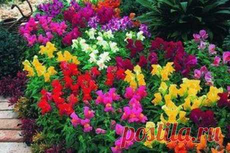 КАК ПОСЕЯТЬ  ЗЕВ (АНТИРРИНУМ) | Хозяин и Хозяюшка